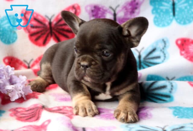 Blue and tan French Bulldog puppy resting on a bright butterfly-print blanket, glancing to the side beside soft purple blossoms image
