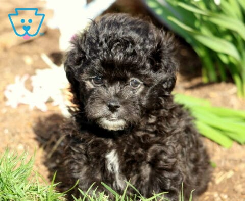 Devon Shihpoo