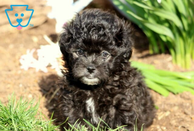 Devon Shihpoo image