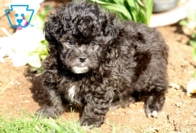 Devon Shihpoo2 image