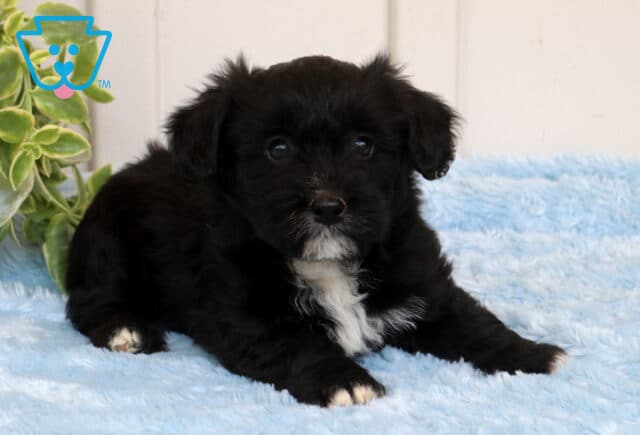 Fluffy black Corgipoo puppy with a white chest and tiny white-tipped paws lying on a soft blue blanket, posed near a leafy green plant, looking sweetly at the camera image