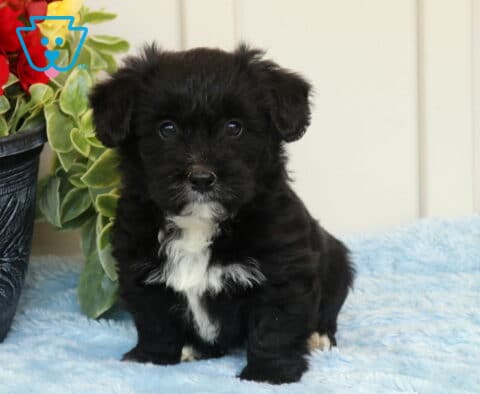 Fluffy black Corgipoo puppy with a bright white chest patch sitting upright on a soft blue blanket beside a leafy plant and flowers, gazing directly at the camera