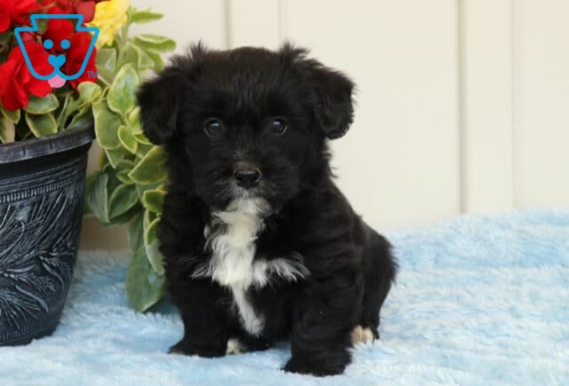 Fluffy black Corgipoo puppy with a bright white chest patch sitting upright on a soft blue blanket beside a leafy plant and flowers, gazing directly at the camera image