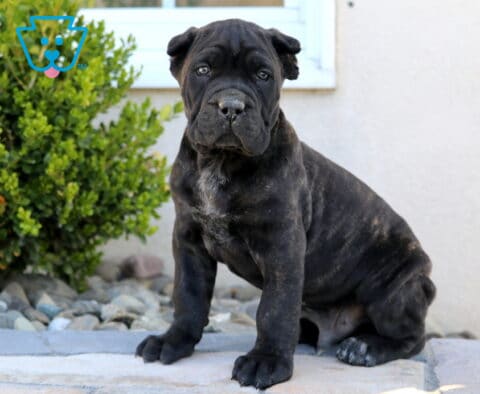 Diesel Cane Corso