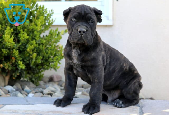 Diesel Cane Corso image