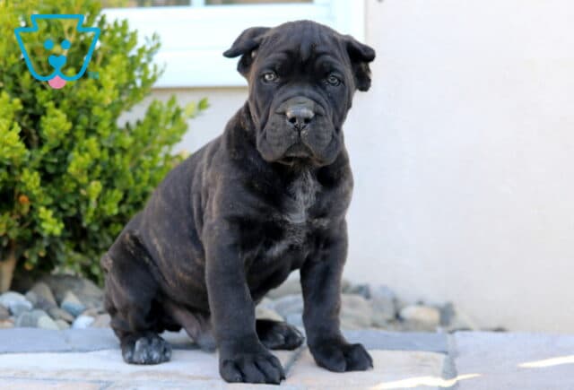 Diesel Cane Corso2 image