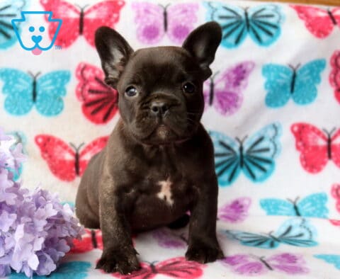 Dark French Bulldog puppy sitting upright on a butterfly-patterned blanket beside soft purple flowers, ears perked and looking attentively at the camera
