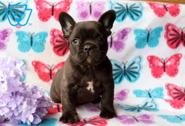 Dark French Bulldog puppy sitting upright on a butterfly-patterned blanket beside soft purple flowers, ears perked and looking attentively at the camera image