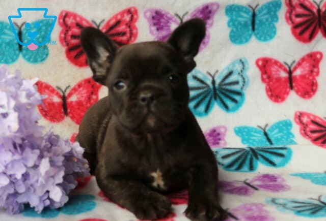 Black French Bulldog puppy resting on a butterfly-print blanket next to soft purple flowers, gazing forward with a calm, curious expression image