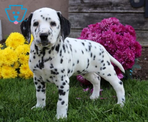 Disco Dalmatian