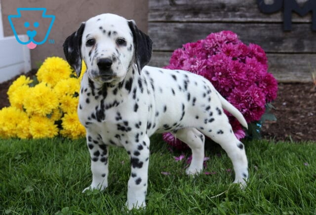 Disco Dalmatian image