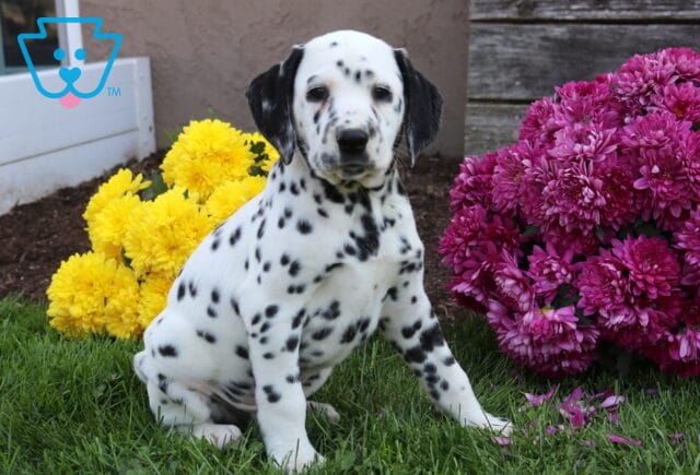 Disco Dalmatian2 image