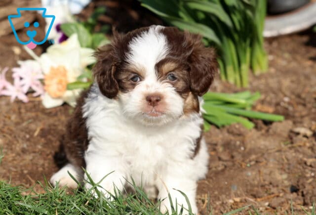 Dodger Shihpoo image