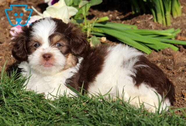 Dodger Shihpoo2 image