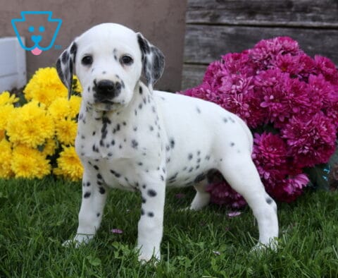 Dolly Dalmatian
