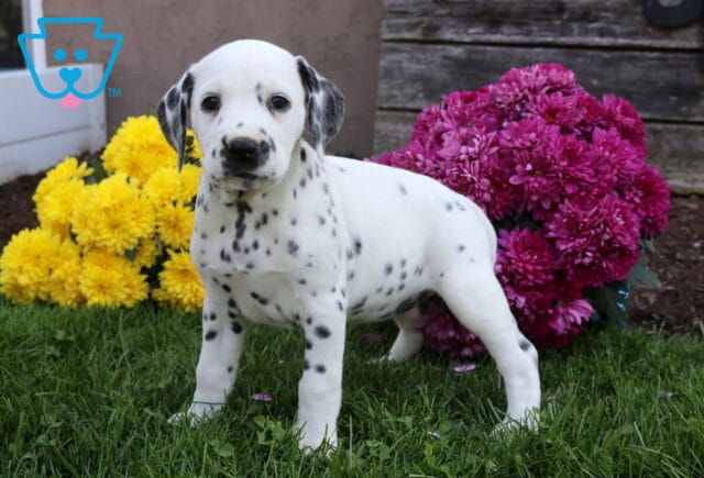 Dolly Dalmatian image