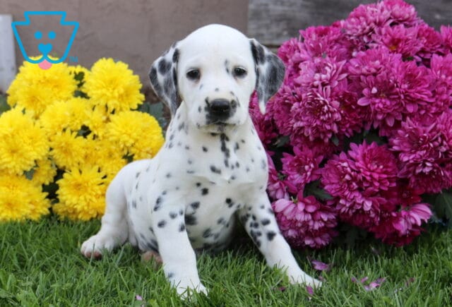 Dolly Dalmatian2 image