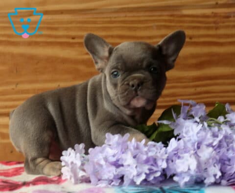 Blue French Bulldog puppy standing beside soft purple flowers on a patterned blanket, looking forward with a calm, curious expression