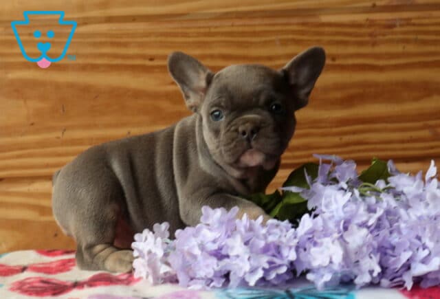 Blue French Bulldog puppy standing beside soft purple flowers on a patterned blanket, looking forward with a calm, curious expression image