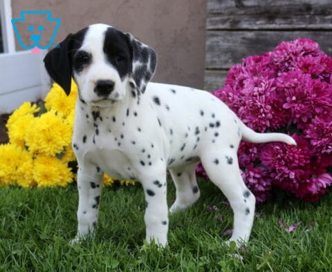 Dorothy Dalmatian