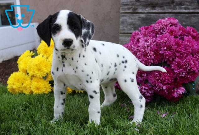 Dorothy Dalmatian image
