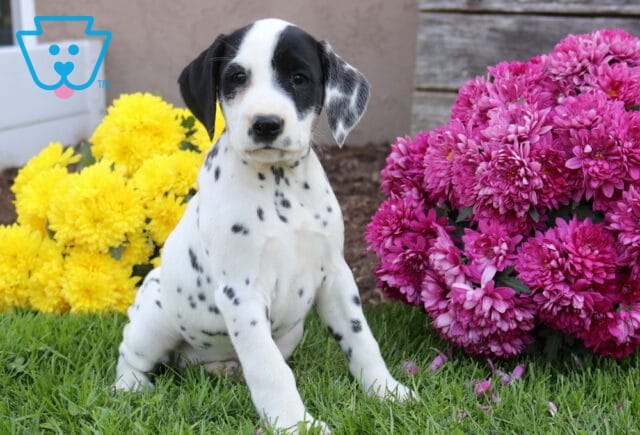 Dorothy Dalmatian2 image