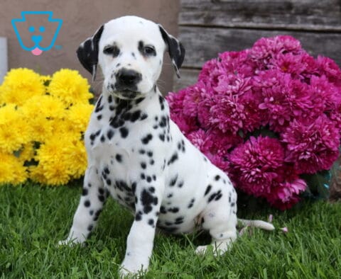 Dot Dalmatian