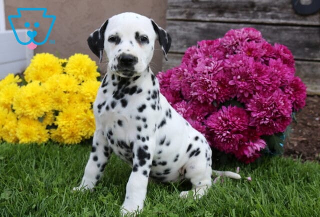 Dot Dalmatian image