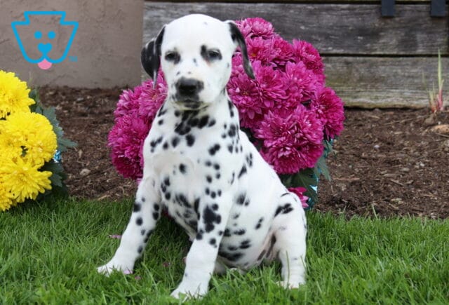 Dot Dalmatian2 image