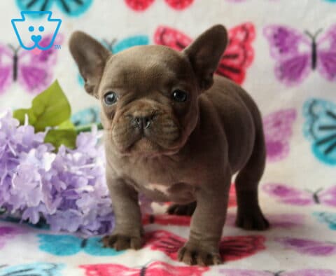 Lilac French Bulldog puppy standing on a colorful butterfly blanket next to soft lavender flowers, looking alert with bright, curious eyes
