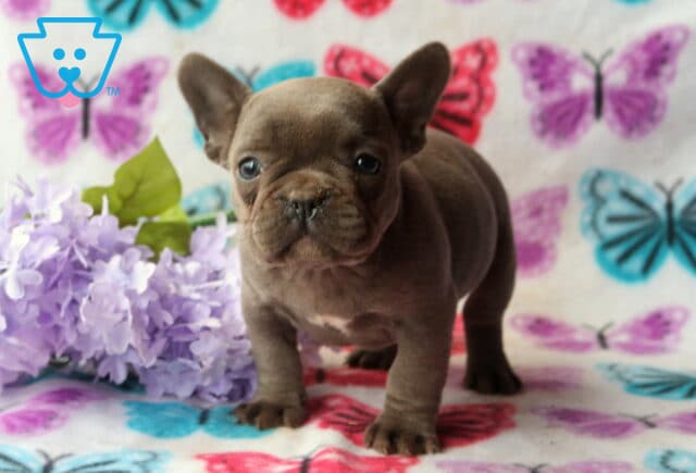 Lilac French Bulldog puppy standing on a colorful butterfly blanket next to soft lavender flowers, looking alert with bright, curious eyes image