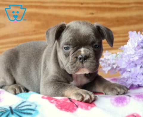 Blue French Bulldog puppy lying on a butterfly-patterned blanket next to light purple flowers, gazing forward with a relaxed, slightly sleepy expression