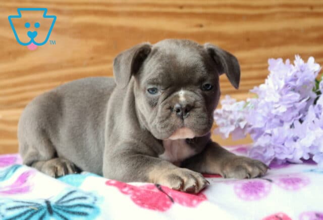 Blue French Bulldog puppy lying on a butterfly-patterned blanket next to light purple flowers, gazing forward with a relaxed, slightly sleepy expression image