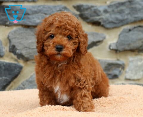 Duke Mini Poodle
