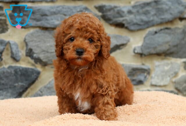 Duke Mini Poodle image