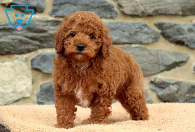 Duke Mini Poodle2 image