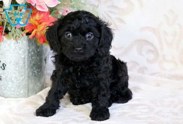 Solid black Poodle mix puppy with a curly coat sitting on a soft blanket beside a decorative metal flower bucket indoors image