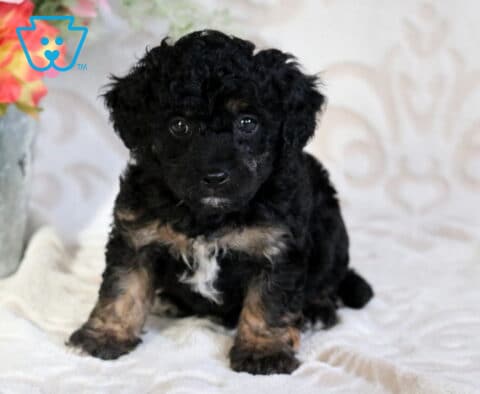 Duke Poodle Mix