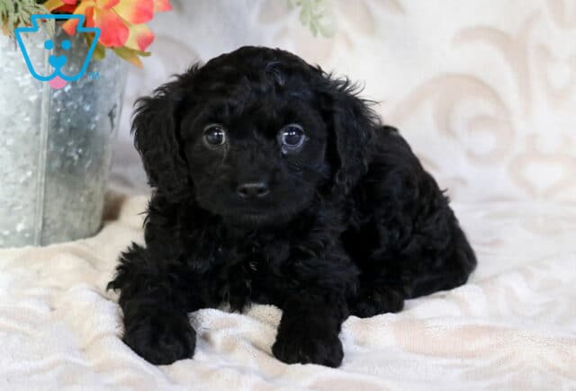 Curly-coated black Poodle mix puppy lying on a plush blanket, gazing forward beside a rustic metal flower container indoors image