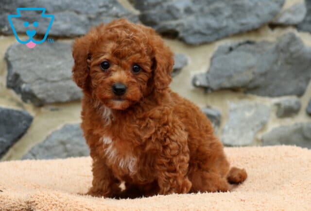 Dunkin Mini Poodle image