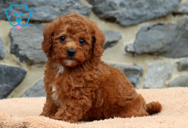 Dunkin Mini Poodle2 image