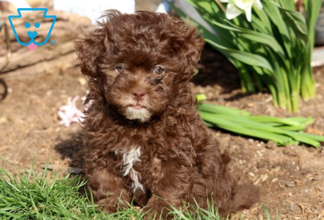 Dunkin Shihpoo image