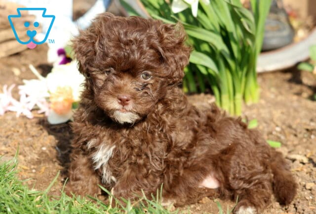 Dunkin Shihpoo2 image