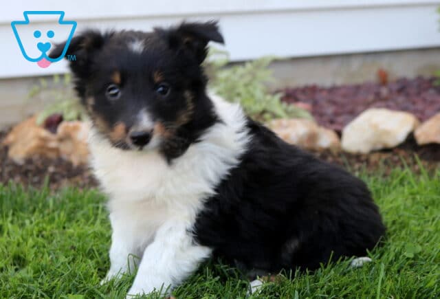 Cute Shetland Sheepdog puppy sitting on lush green grass, fluffy black and white coat with tan accents and a soft, attentive expression image