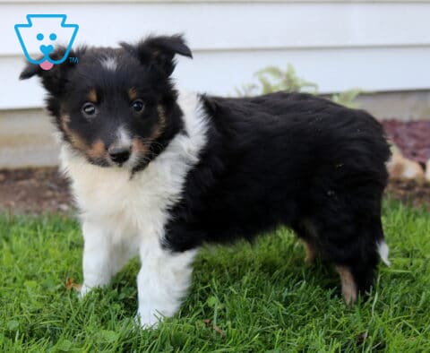 Playful Sheltie puppy standing on fresh green grass, fluffy tricolor coat with a bright white chest and curious, alert expression in a backyard setting