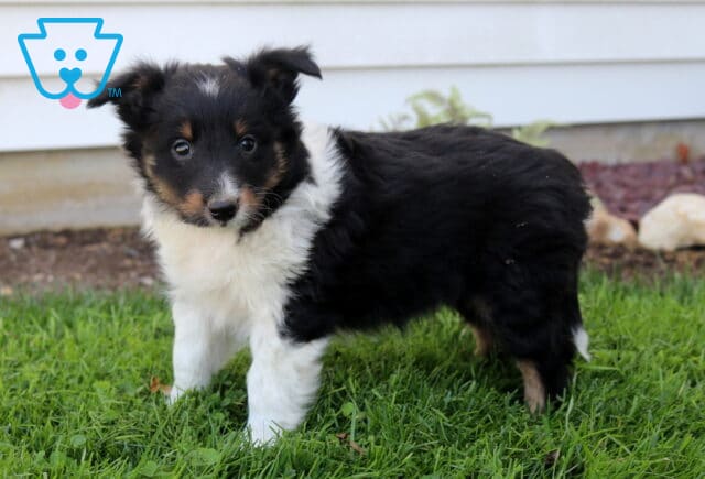 Playful Sheltie puppy standing on fresh green grass, fluffy tricolor coat with a bright white chest and curious, alert expression in a backyard setting image