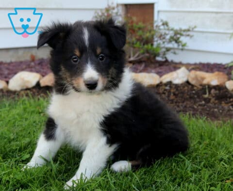 Fluffy Shetland Sheepdog puppy resting on green lawn, classic black, white, and tan markings with a soft coat and sweet, inquisitive expression