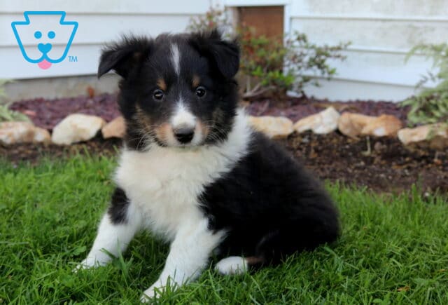 Fluffy Shetland Sheepdog puppy resting on green lawn, classic black, white, and tan markings with a soft coat and sweet, inquisitive expression image