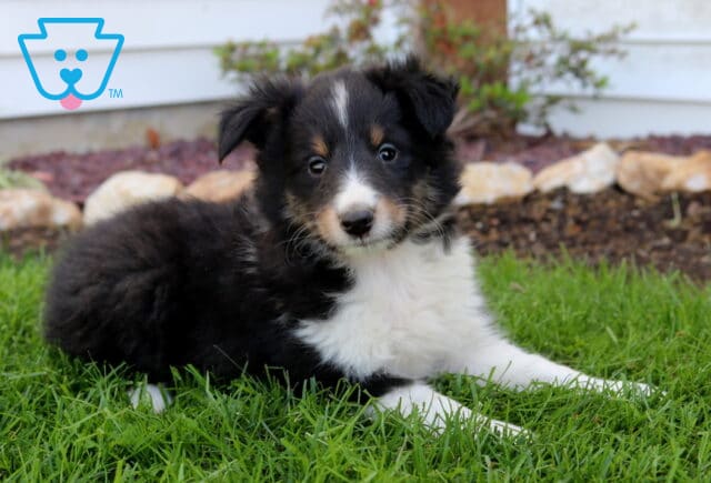 Adorable Sheltie puppy lying on fresh green grass, fluffy tricolor coat with a soft white chest and bright, alert eyes in a garden setting image