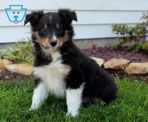 Fluffy tricolor Sheltie puppy sitting upright on green grass, black, white, and tan coat with a soft chest and calm, gentle expression